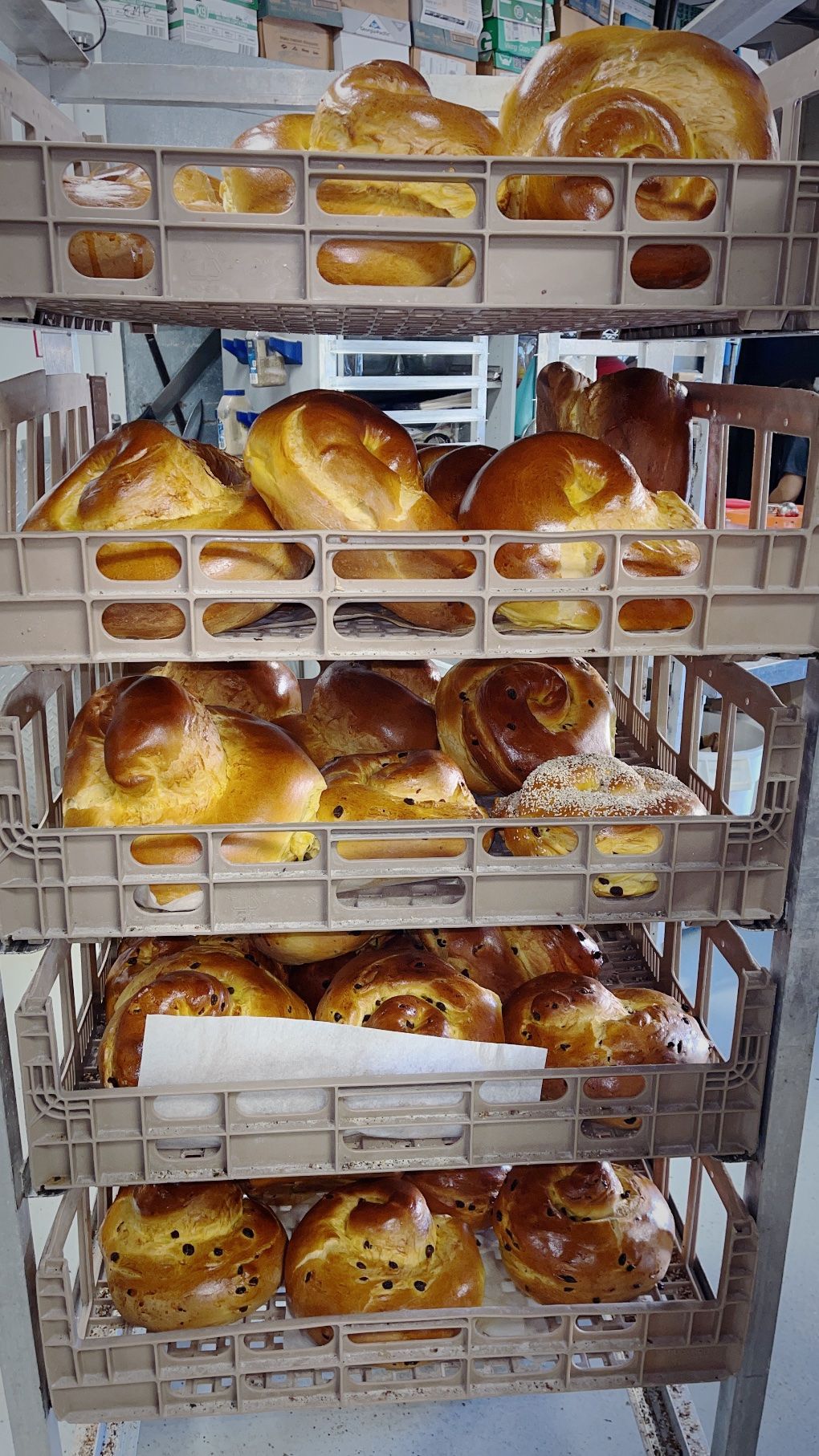 Racks of fresh round challahs in the bakery