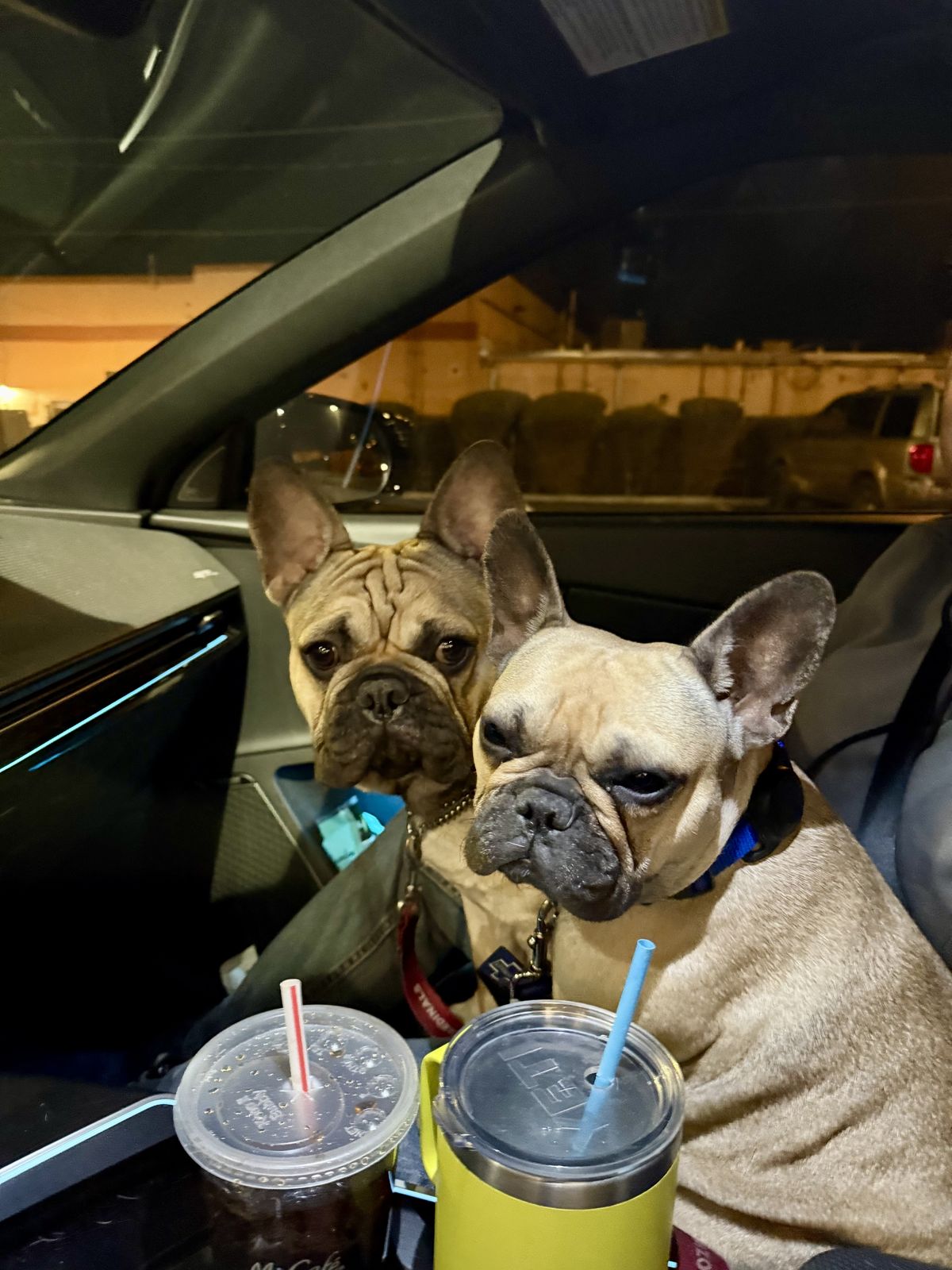Two french bulldogs enjoying pup cups