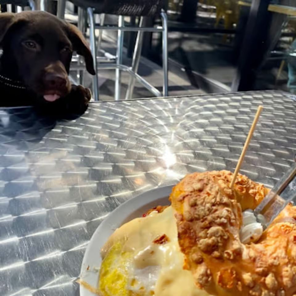 Chocolate lab puppy eyeing a bagel sandwich on the patio