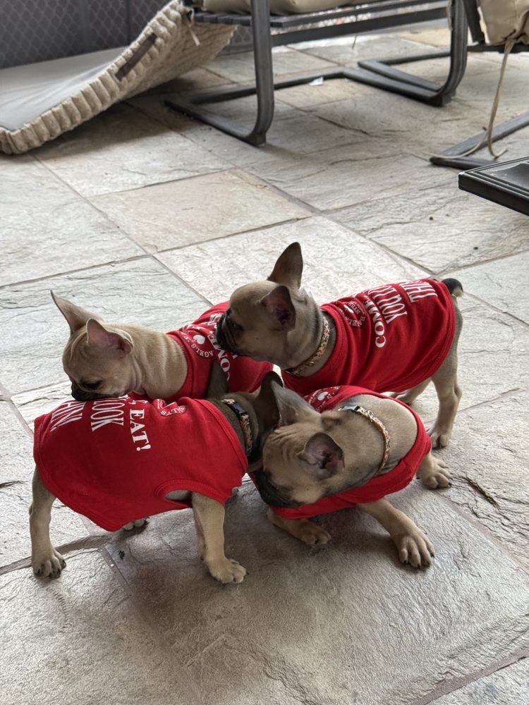 Three Frenchie puppies in red NYBB shirts — the new servers on the patio