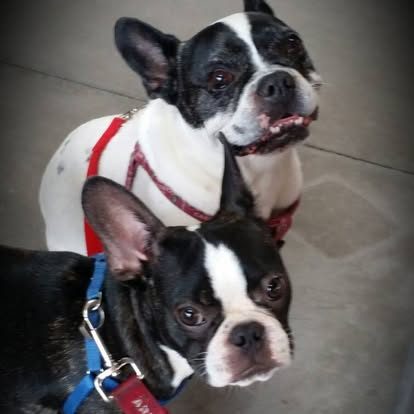 Two Boston terriers looking up at the camera